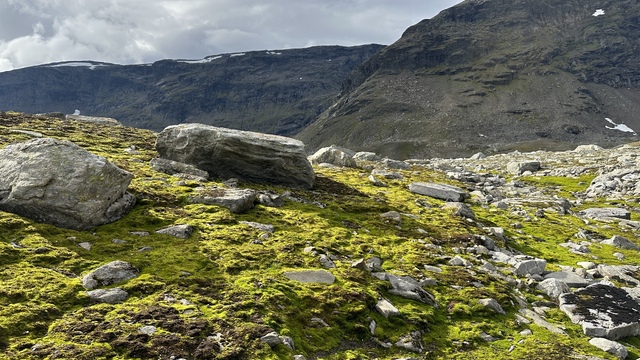 Amazingly coloured moss or lichen.