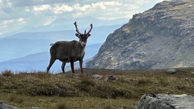 The reindeer spotted me and posed for a photo before scurrying off.